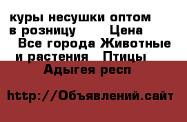 куры несушки.оптом 160 в розницу 200 › Цена ­ 200 - Все города Животные и растения » Птицы   . Адыгея респ.